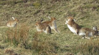 Mad March hares on Rathlin Island [upl. by Alleahcim240]