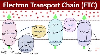 Electron Transport Chain  Mitochondrial Respiration  Biochemistry Basics [upl. by Bowden262]