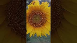 Tournesol 🌻🌞 Made in France 🇫🇷 shortvideo tournesol franceagriculture fleurs [upl. by Notgnirra420]