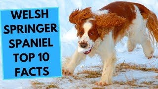 Welsh Springer Spaniel  TOP 10 Interesting Facts [upl. by Rutger]