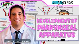 Embryology  Development of Pharyngeal Apparatus [upl. by Zebedee]