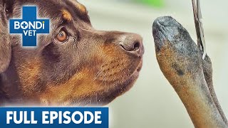 3 Legged Dog Gets Human Surgery 🦿  Bondi Vet Coast to Coast Season 3  Full Episodes [upl. by Acsehcnarf]