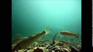 Stoneroller minnows grazing heavily on periphyton Beaty Cr  OK Aug 2014 [upl. by Eelarac]