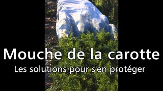 Mouche de la carotte les solutions pour sen protéger  Les 4 Saisons du jardin bio [upl. by Nae768]