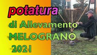 POTATURA di Allevamento MELOGRANO [upl. by Notreve]