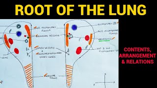 Root of the Lung  Lungs Anatomy  EOMS [upl. by Adnanref]