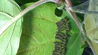 Time lapse of caterpillars of the browntail moth feeding [upl. by Ulphi3]