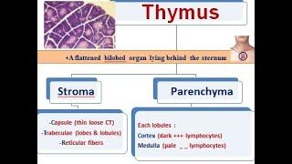 1 lymphatic system thymus [upl. by Taran565]