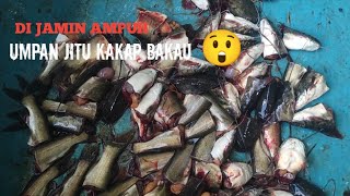 Umpan Andalan Predator Muara Ketika Pasang Tajur Rawai Gantung mancingmalam [upl. by Ertnom]