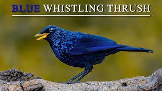 Blue Whistling Thrush Call  Habitat  Feeding [upl. by Nosinned]