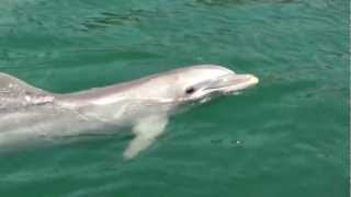 Delfines nadando  Images of dolphins Imágenes de cerca Nado con delfines Ver delfín en el mar [upl. by Seabrooke]