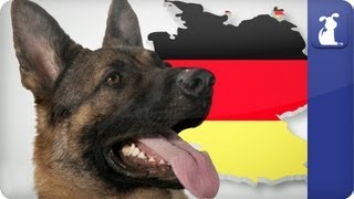 Doglopedia  German Shepherd [upl. by Birecree36]