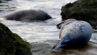 Ravenscar Seals Aerial Drone Video of the North Yorkshire Coast [upl. by Haldi]