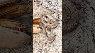 The snake was in the hole in the ground the boy brought Habib Bhai to rescue the snake africa [upl. by Hairem]