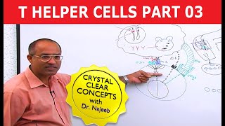 T Helper Cells  Immunology  Part 310 [upl. by Yonit848]