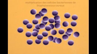 Staphylococcus Aureus Virulence Factors  facteurs de virulence  part 1 [upl. by Lissy]