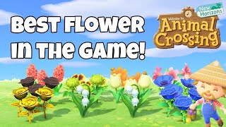 Whats the best flower in Animal Crossing New Horizons  ACNH [upl. by Norreg]