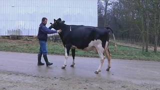 Pas de vaches auboises au salon de lAgriculture [upl. by Dominique755]