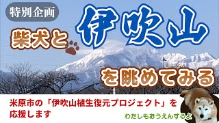 柴犬と歩く街道 番外編 柴犬と伊吹山を眺めてみる [upl. by Ehsrop940]