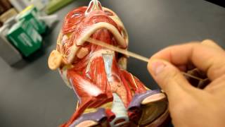 MUSCULAR SYSTEM ANATOMYMuscles of the neck model description [upl. by Shivers678]