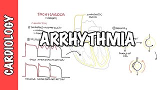 Arrhythmia Overview  Mechanism of bradyarrhythmia and tachyarrhythmia [upl. by Mavilia]