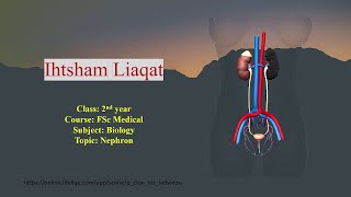 Nephron Structure amp Function  3D Animation  FSc Part 2 Biology  Lecture 2  Ihtsham Liaqat [upl. by Oneida]