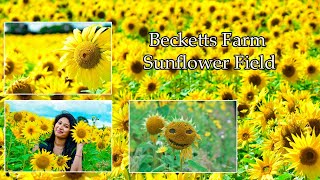 UK Sunflower Field  Relaxing Summer Breeze Becketts Farm Birmingham UK LIFE [upl. by Ninaj]