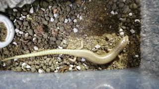 Ocellated Skink Chalcides ocellatus [upl. by Freddy]