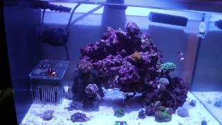 Fluval 135g Nano Reef Tank with Kessil A80 and Mandarin Dragonet [upl. by Dennett290]