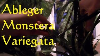 Monstera deliciosa Variegata vermehren Steckling Ableger machen  Rooting a Monstera Deliciosa [upl. by Araes]