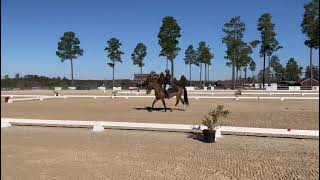 RoxiStable View Dressage Novice test A [upl. by Penni386]