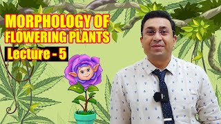 Morphology of Flowering Plants l lecture 5 l Biology l NEET [upl. by Soisatsana613]