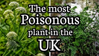 Hemlock water dropwort The most poisonous plant in the UK [upl. by Ididn]