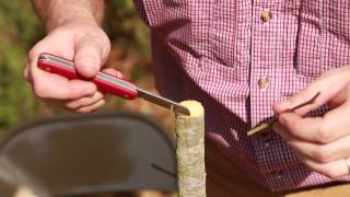 Grafting Trees  How to Graft a Tree [upl. by Nwahsyt828]