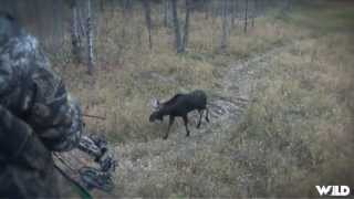 Hunting Moose with Bow in Alberta Part 2 [upl. by Gloria]