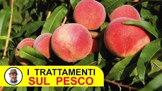 TRATTAMENTI SUL PESCO con fungicidi e insetticidi [upl. by Adnawot]