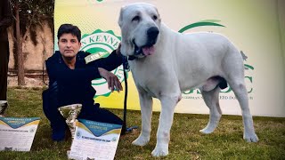 The World Biggest Alabai Dog in Pakistan Graden Dog Coconut Shepherd Hsn Entertainment [upl. by Jenni56]