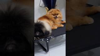 Кто куда pets pekingesedog pekingese собака puppy pomernian шпиц dogfunny [upl. by Woodcock]