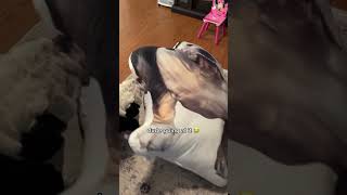 Dog meets dogzilla doglove dogs bulldog giantpillow custompillow pillow funnypup reaction [upl. by Sadler]