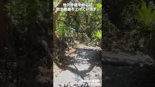 八重瀬町の緑の迷宮 ホロホローの森 The Green Labyrinth of Yaese Horohoro Forest 沖縄の自然 自然探検 トレッキング [upl. by Fidelas339]