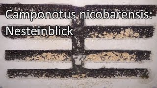 Camponotus nicobarensis Nesteinblick [upl. by Eornom826]