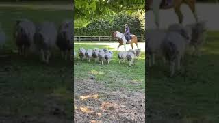 mustering sheep in New Zealand on the horse in a million [upl. by Tatman100]