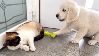 Golden Retriever Puppy Meets Cat for the First Time [upl. by Yahc227]