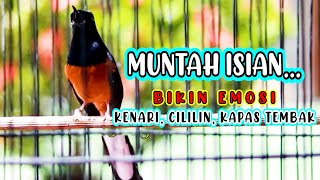 MASTERAN MURAI BATU BONGKAR ISIAN KENARI DAN CILILIN 99 AMPUH BIKIN MURAI APAPUN CEPAT MENIRUKAN [upl. by Layton158]