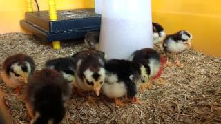 Ancona bantam chicks eating [upl. by Etnovahs]