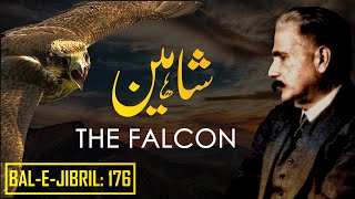 BaleJibril 176  The Falcon  Shaheen  Allama Iqbal  Iqbaliyat  AadhiBaat [upl. by Ehcrop]