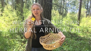 Wildcraft and make your own arnica oil [upl. by Ardnala]