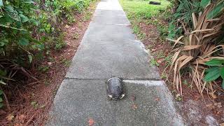 Gopher Tortoise at Koreshan State Park Campsite 35 Estero Florida [upl. by Slen]