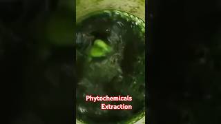 Extraction of phytochemicals from moringa olafeea ytshorts youtubeshorts phytochemicals [upl. by Annaear85]