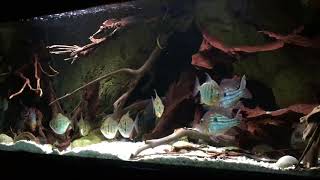 metynnis fasciatus and cichlids in 200 gal tank [upl. by Ella986]